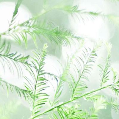 蛮荒修仙纪官方正版下载